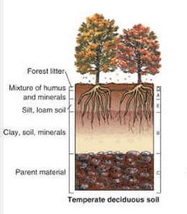 Soil Deciduous Forest